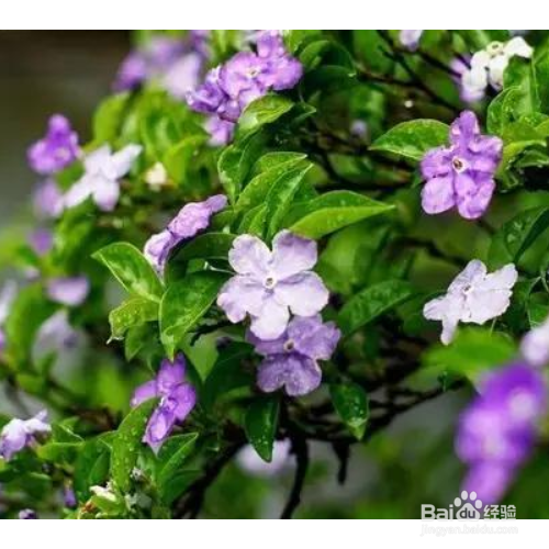 养双色茉莉需要注意哪些