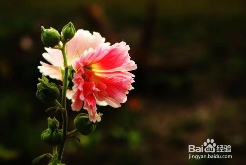 花农的养花口诀