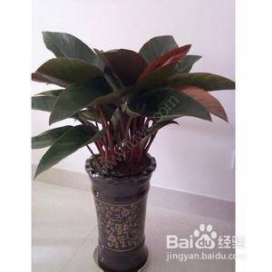 红钻植物怎么繁殖