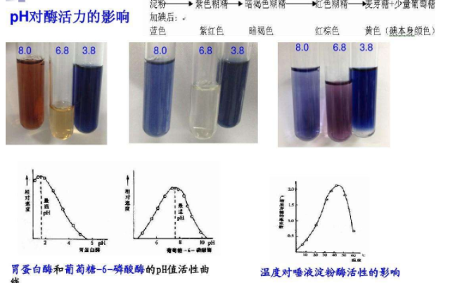 怎么根据葡萄糖浓度和吸光度计算酶活