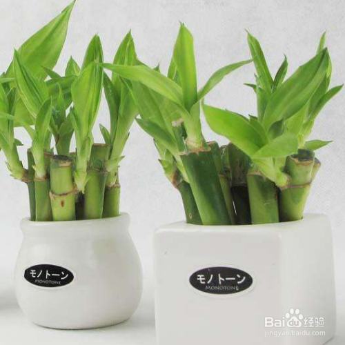 水养富贵竹施肥以及注意事项有哪些？