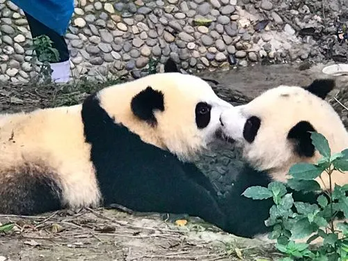 大熊猫有冬眠的习性吗