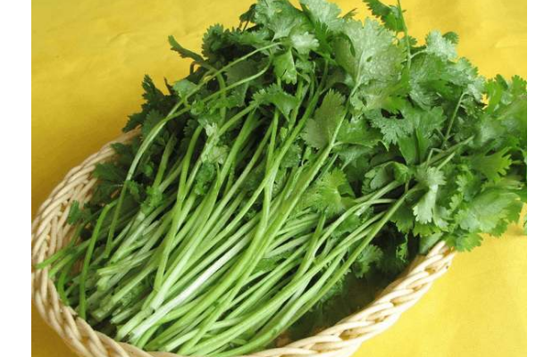 种香菜需要注意什么