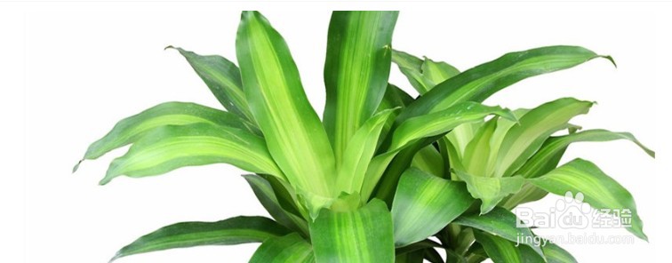 巴西木长白毛了怎么办