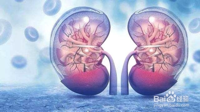 如何预防肾病