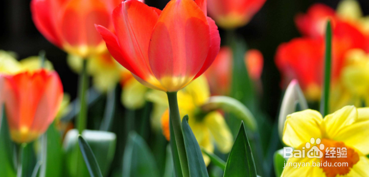 那些花卉对宠物有毒、怎么处理?(二)