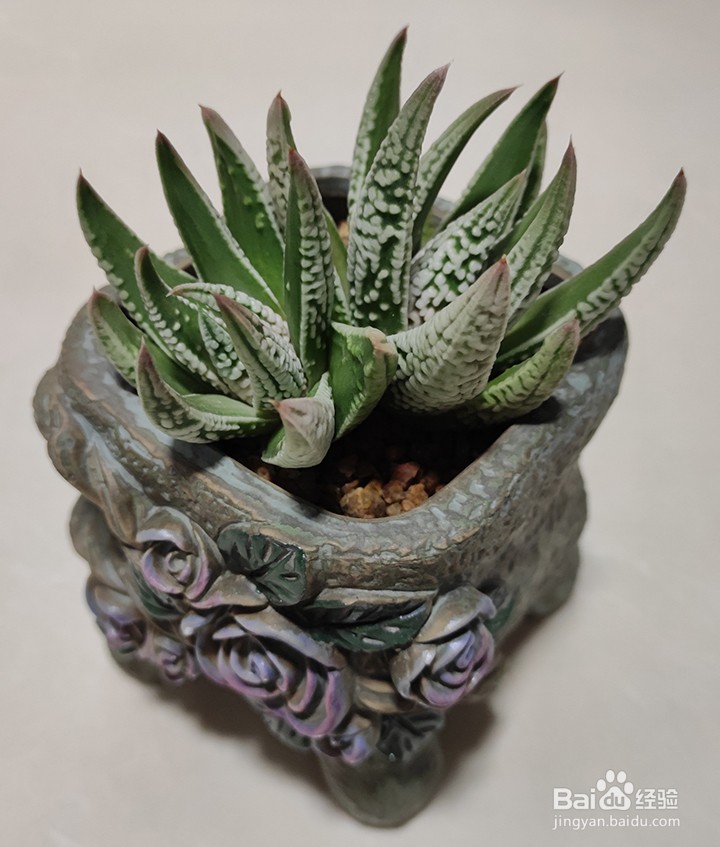 多肉控养需要注意的事项