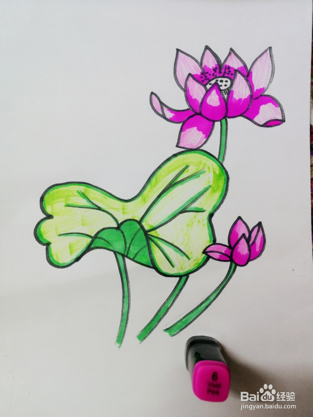 彩绘荷花卡通绘本插图