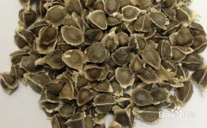 辣木籽多少钱一斤印度辣木籽好在哪里