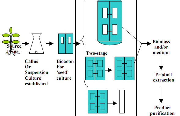 传代细胞的培养步骤