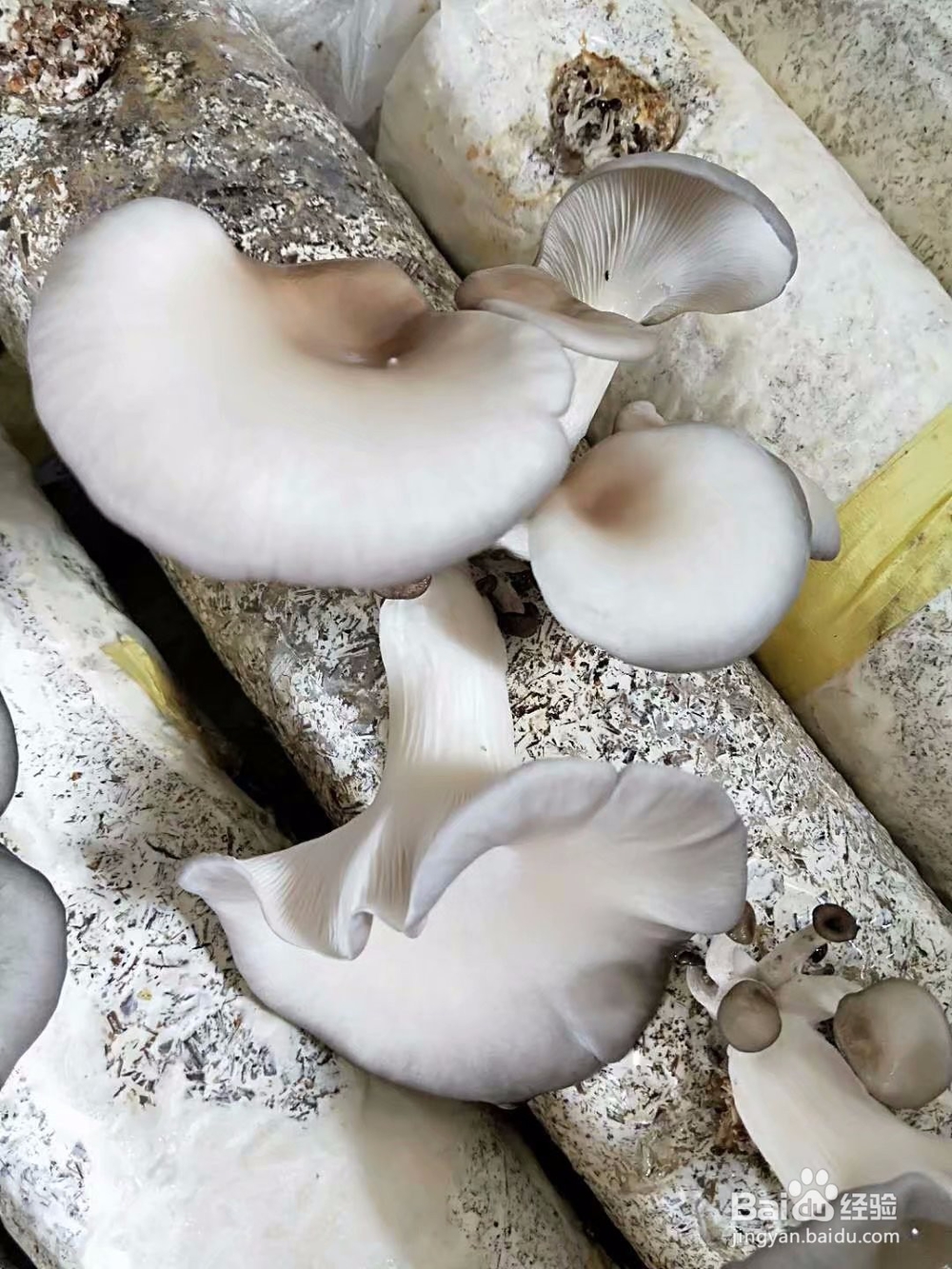 蘑菇面怎么煮味道才更纯正