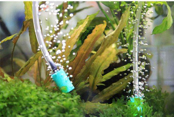 用增氧泵往鱼缸里打氧气的理由