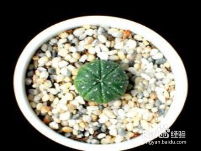 星兜仙人球瘦了怎么办