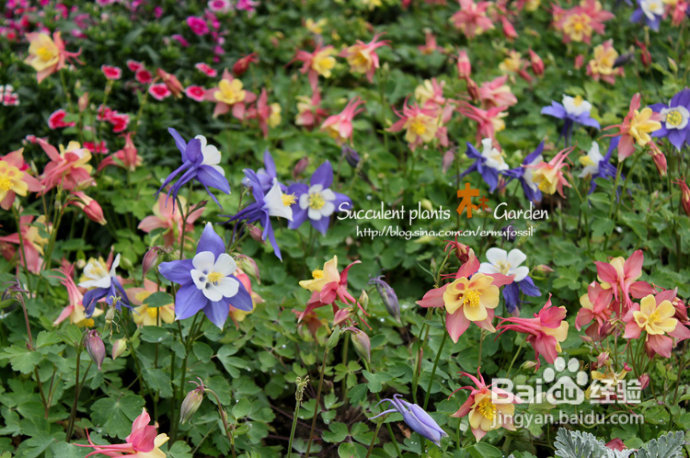 上海植物园（上）