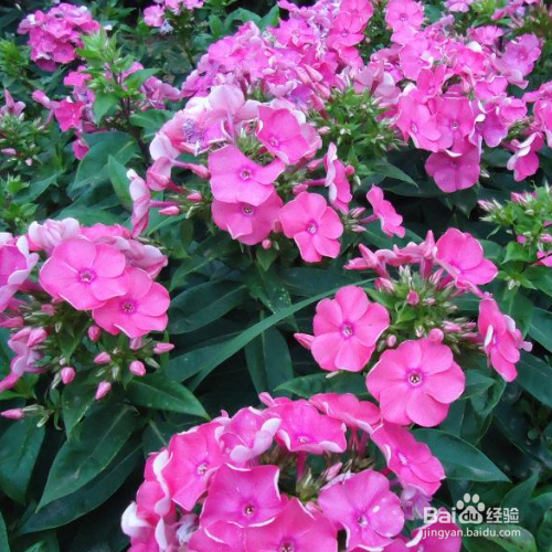 新买的福禄考怎么培育