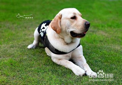 训练狗狗定点大小便的技巧