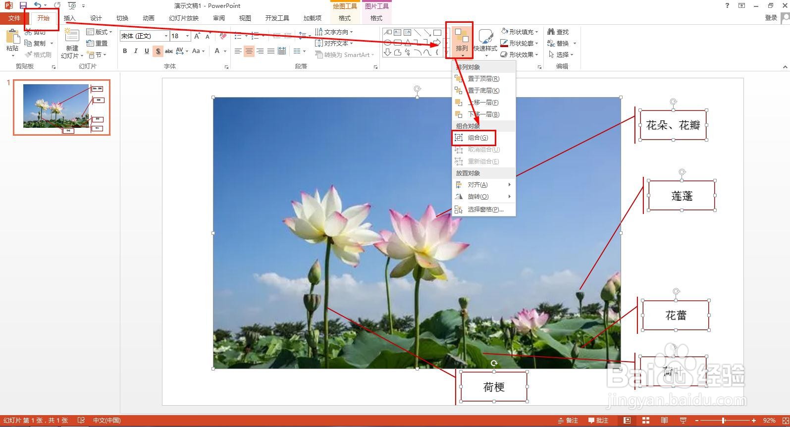 荷花的组成部分图解