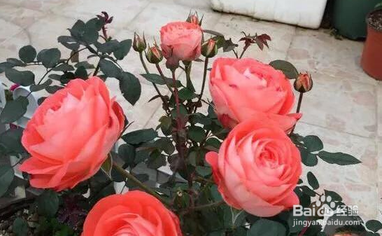室内月季花怎么养