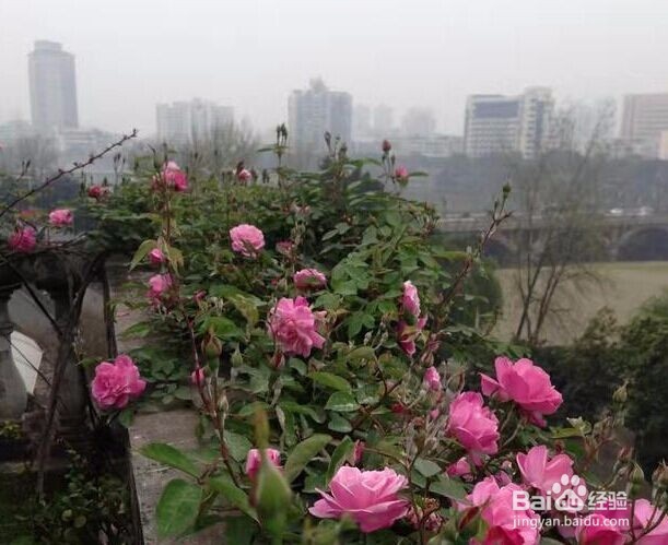 这几种花儿种起来简单,不花钱,美翻整个阳台