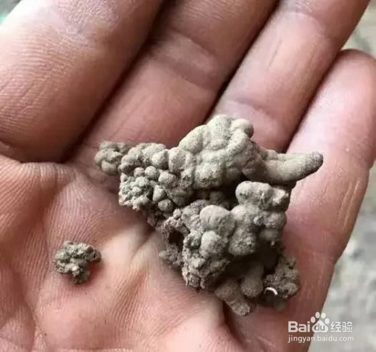花盆里浇1勺，7天后叶绿根壮，重新爆满盆