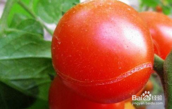 西红柿后期防止裂果方法