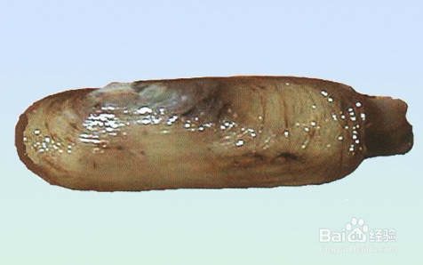 东台海产品的学名 ,各种海鲜的东台话说法-百度经验