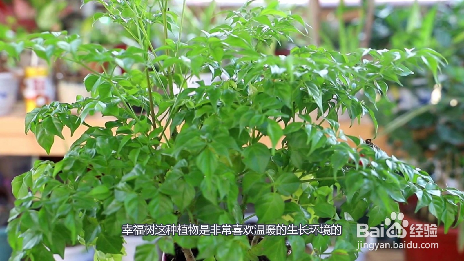 幸福树叶子一碰就掉,叶子发干怎么办