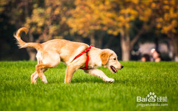 如何训练八个月的金毛犬