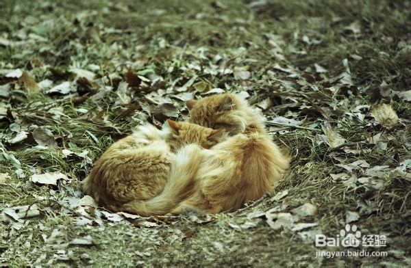 狗狗挑食 猫猫挑食 怎么办 