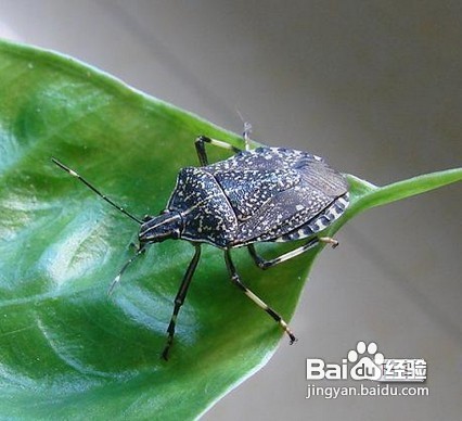 家中常见昆虫的鉴别方法