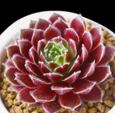 适合冬季养殖的多肉品种有哪些?