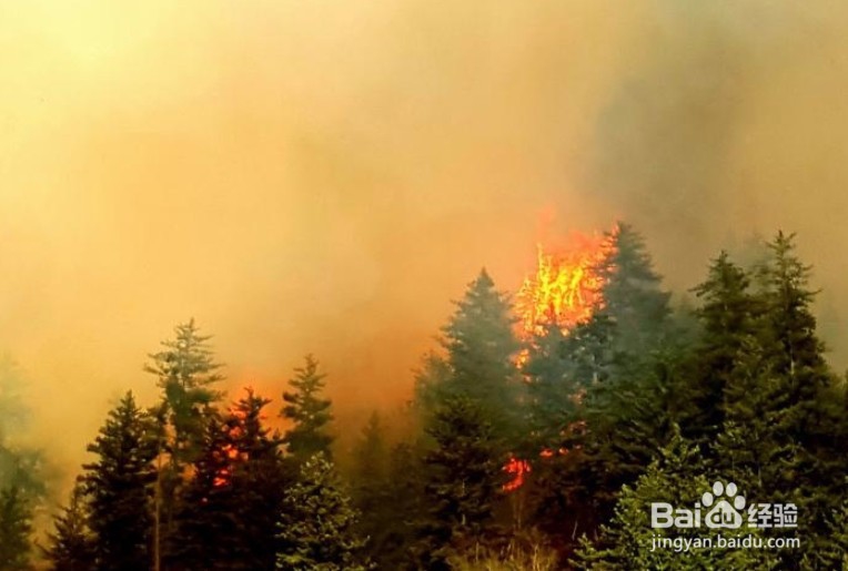 甘肃森林火灾，该怎么办？