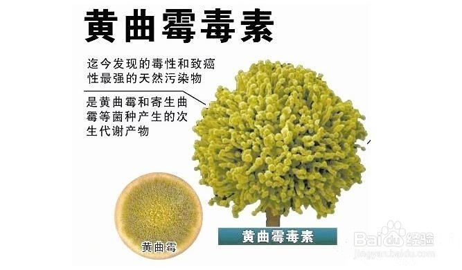 生活中怎么远离黄曲霉毒素B1的危害呢