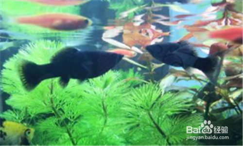 草缸蛋白虫怎么处理