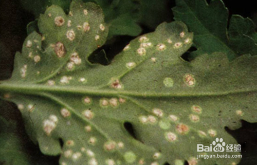菊花叶子长白斑的解决方法