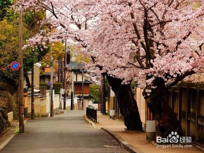 7天怎么安排去日本蜜月旅游