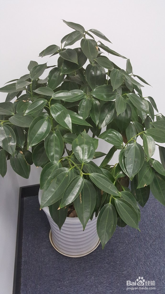 平安树怎么翻土