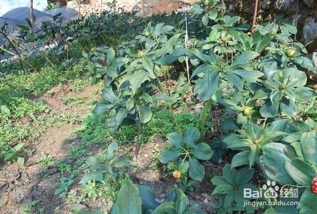 重楼种植技术方法