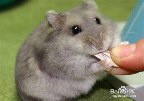 仓鼠可以吃些什么？