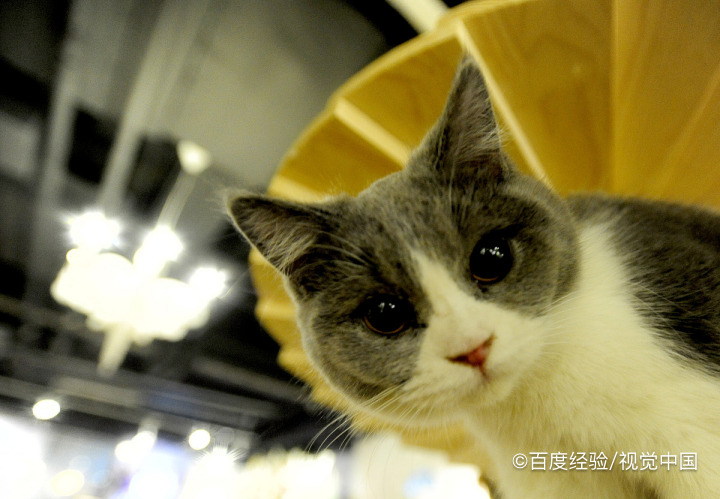 猫咪为什么怕黄瓜呢