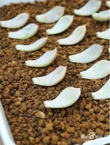 冬天多肉叶片扦插方法