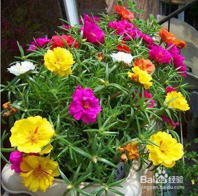 太阳花怎么修剪爆盆