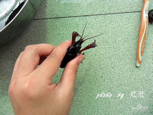 红烧小龙虾