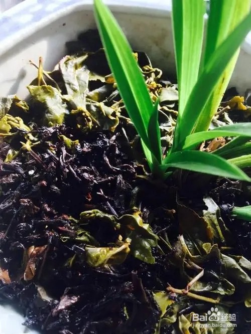 茶叶渣有什么妙用？