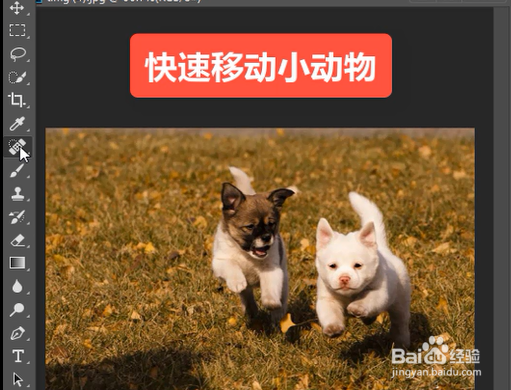 <b>张龙飞：ps快速移动图片小动物教程</b>