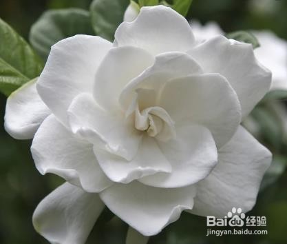 栀子花上有白色的粉状虫子,怎么去除呢
