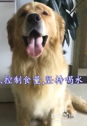 狗狗太胖怎么办