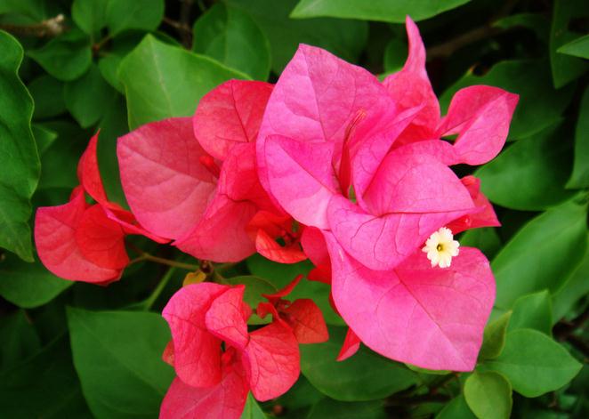 三角梅积水叶子变黄要掉了,怎样能救活