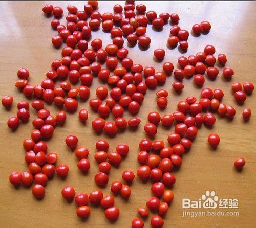 可以减肥的食物