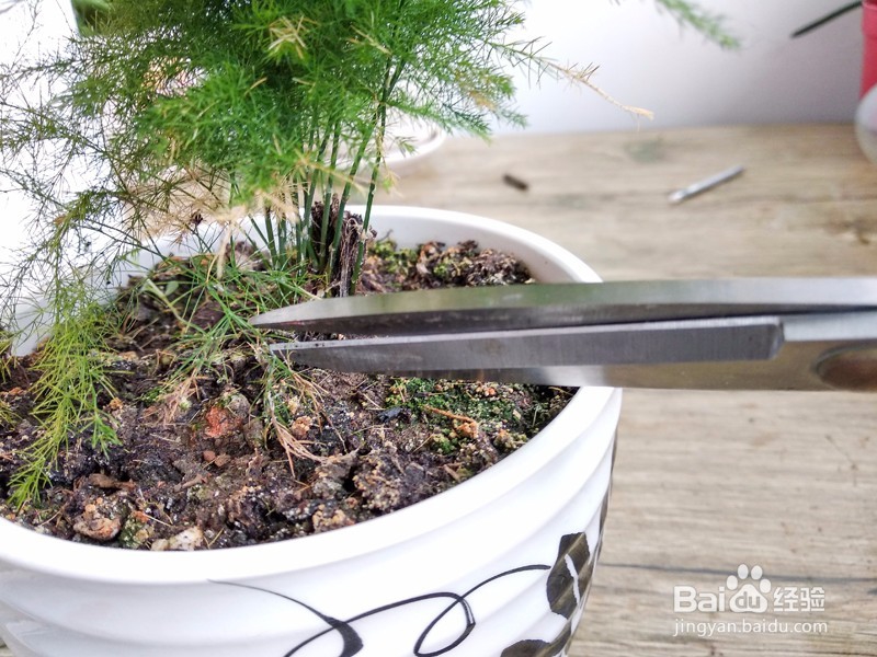 文竹叶子发黄要怎么办？文竹的养殖方法